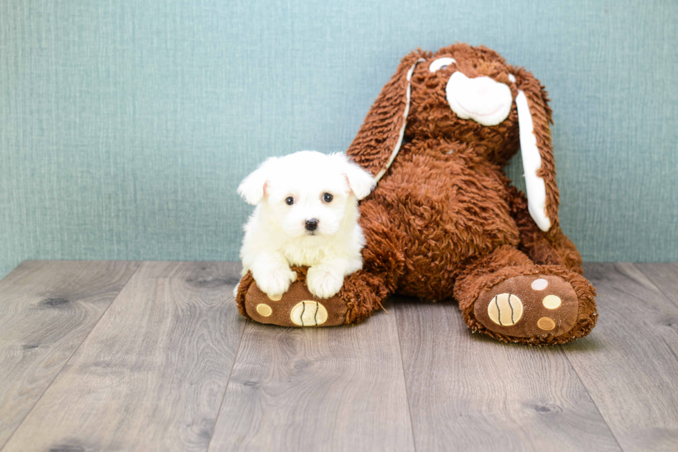 Small Maltipoo Baby