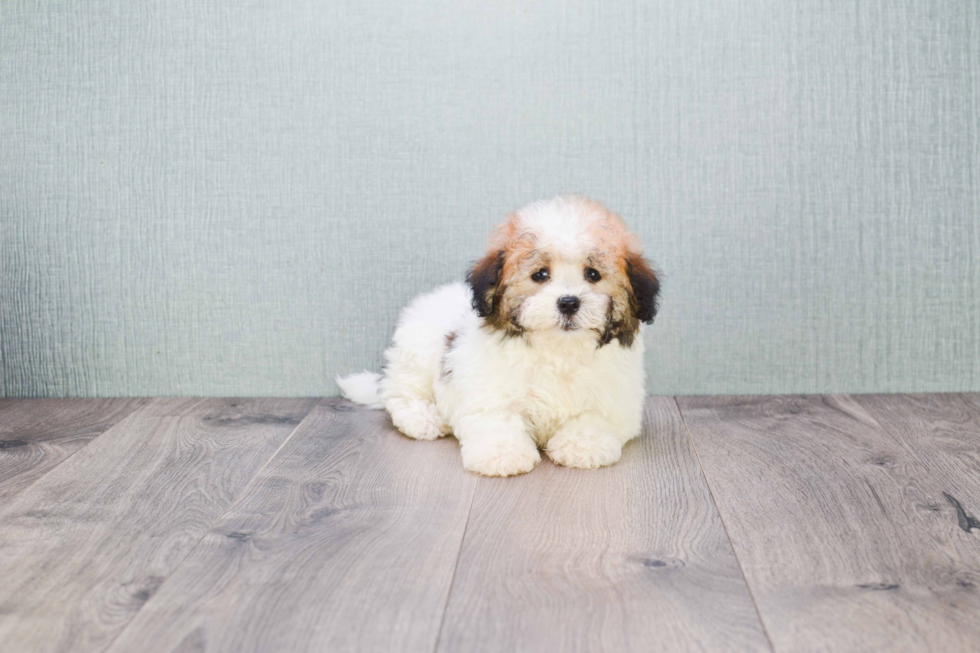 Akc Registered Havanese Baby