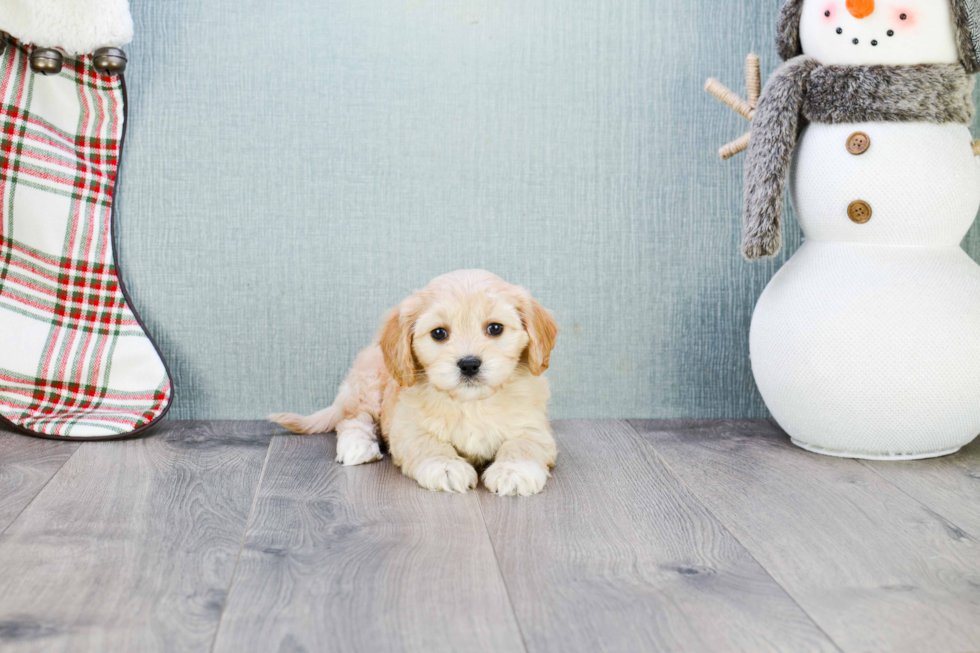 Happy Cavachon Baby