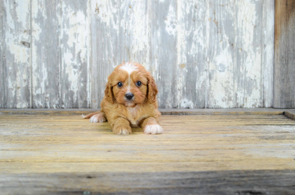 Popular Cavapoo Poodle Mix Pup