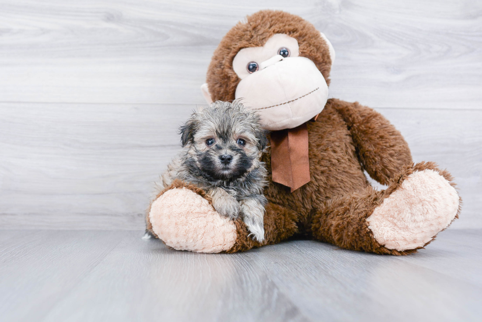 Popular Maltipoo Poodle Mix Pup