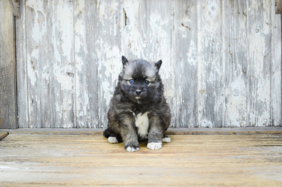 Best Pomsky Baby