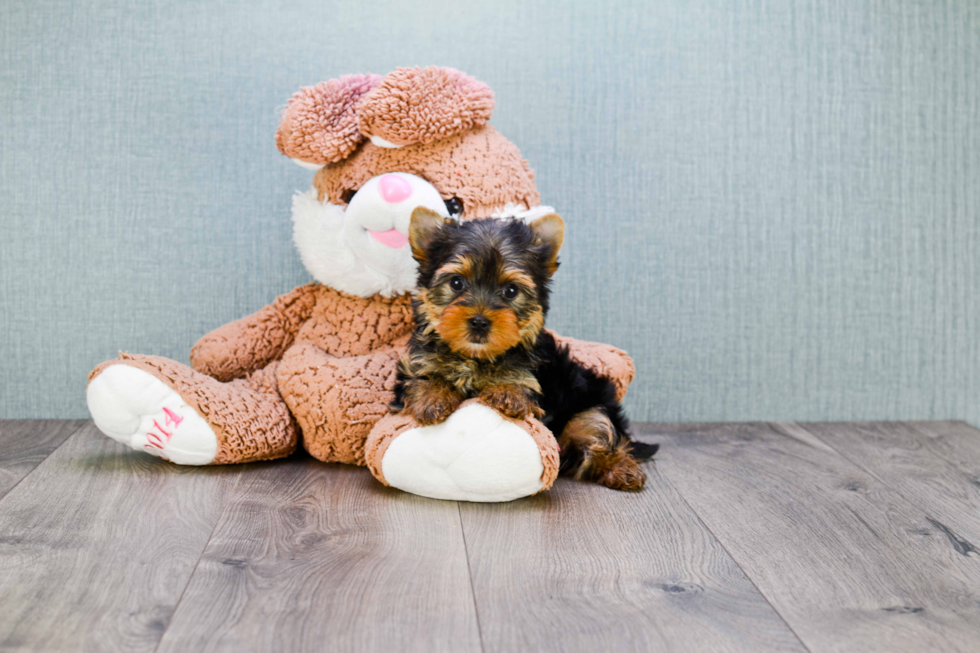 Meet Tinkerbell - our Yorkshire Terrier Puppy Photo 