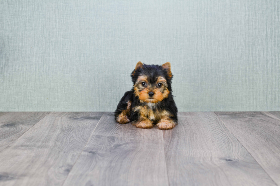 Meet Victoria - our Yorkshire Terrier Puppy Photo 