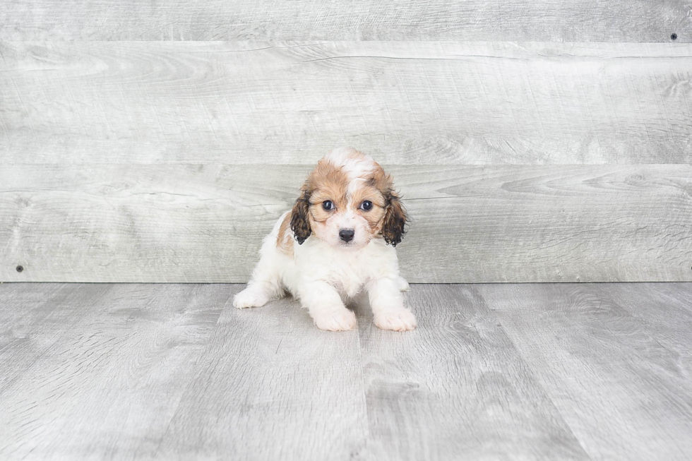 Best Cavachon Baby