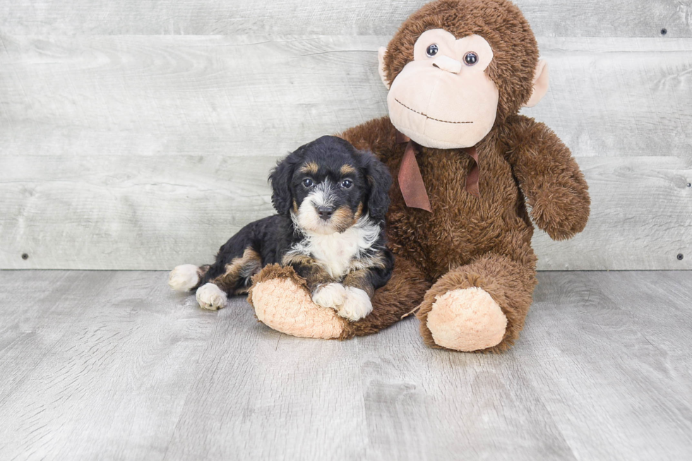 Mini Bernedoodle Puppy for Adoption