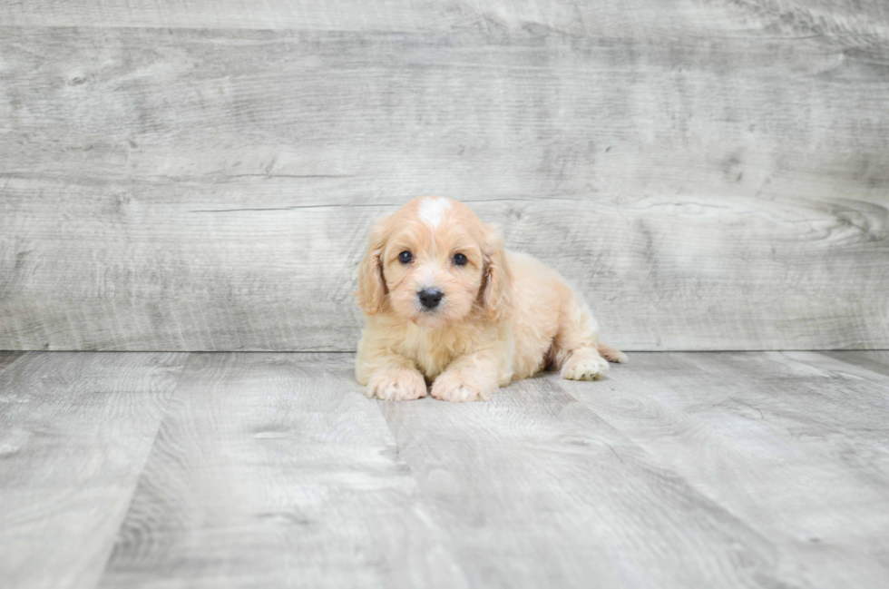 Friendly Cavapoo Baby