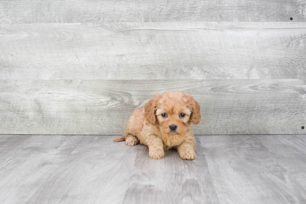 Cavapoo Puppy for Adoption