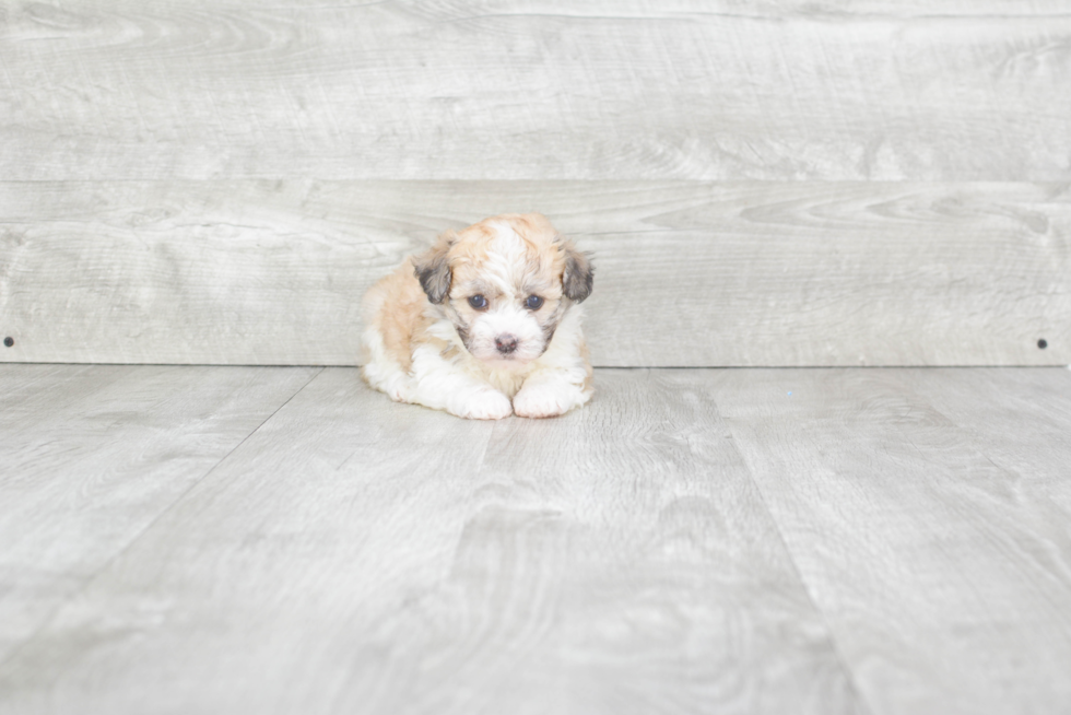 Happy Havanese Purebred Puppy