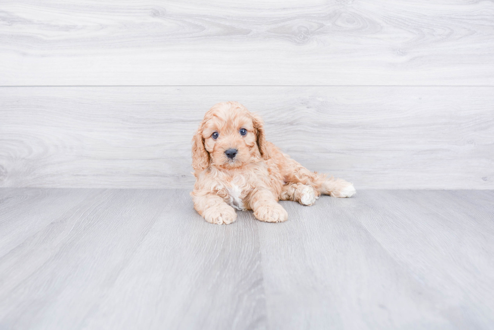 Fluffy Cavapoo Poodle Mix Pup