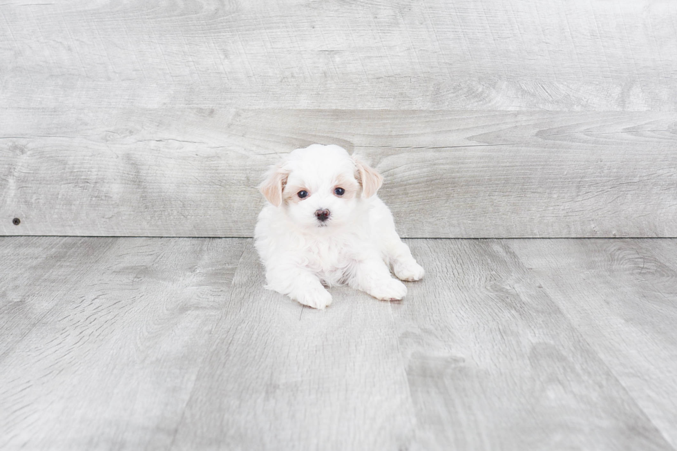 Energetic Maltese Poodle Poodle Mix Puppy