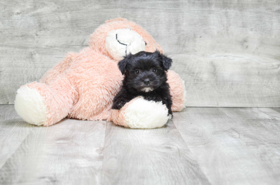 Morkie Pup Being Cute