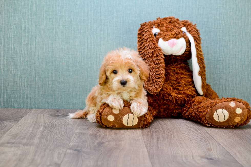 Adorable Cavoodle Poodle Mix Puppy