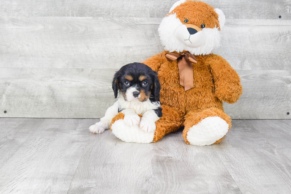 Cavalier King Charles Spaniel Puppy for Adoption