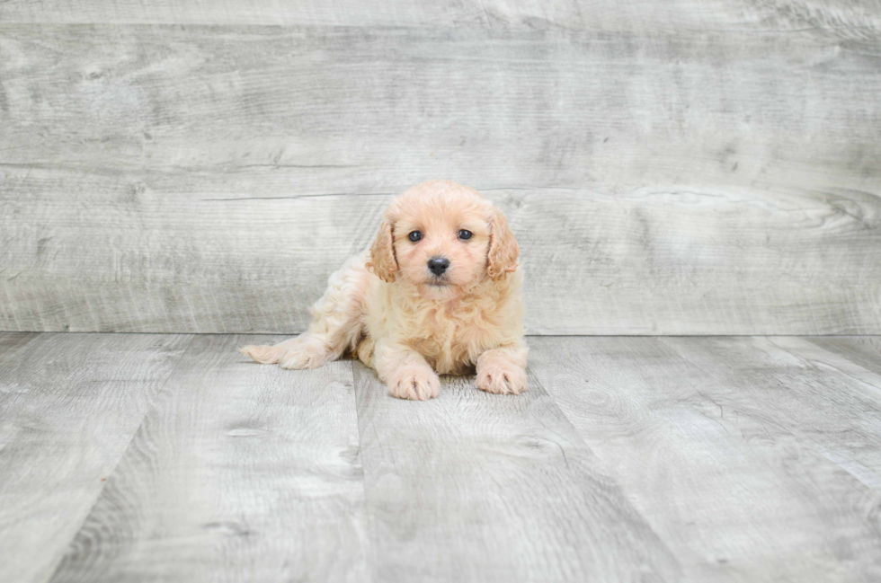 Cavapoo Pup Being Cute