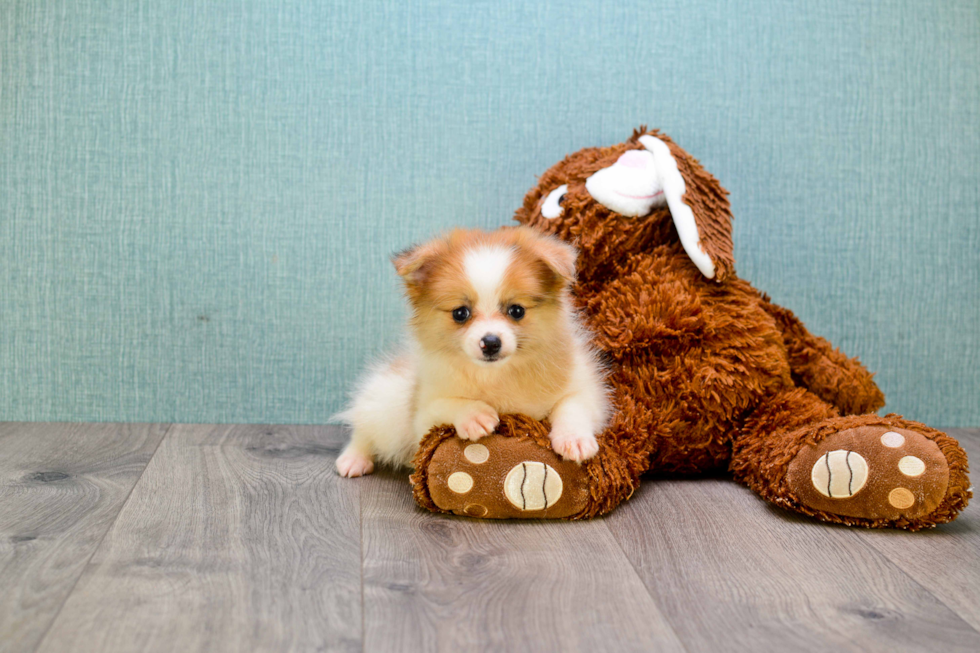 Pomeranian Pup Being Cute