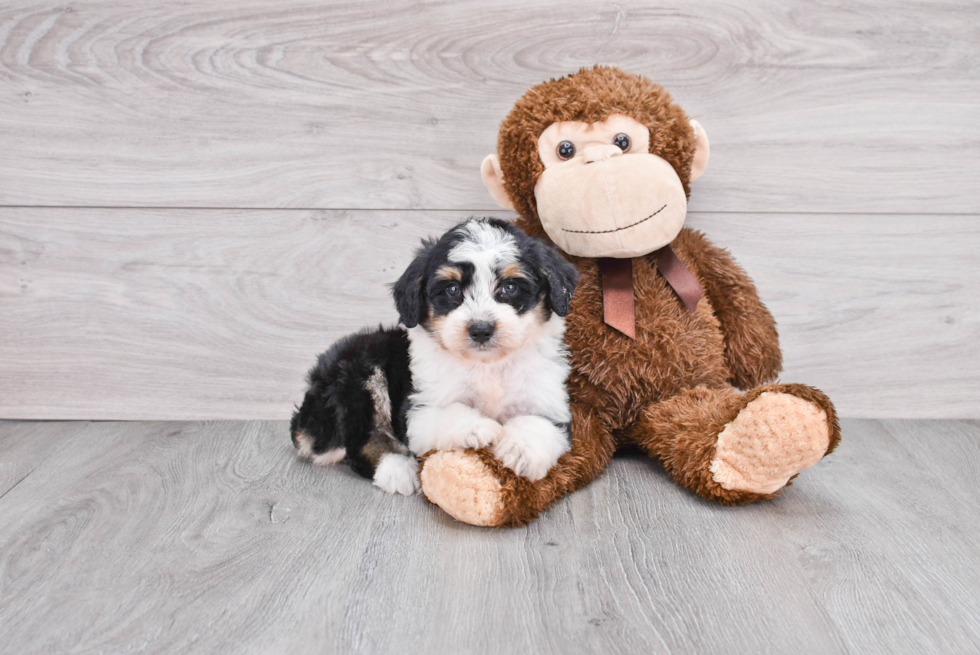 Energetic Aussiepoo Poodle Mix Puppy