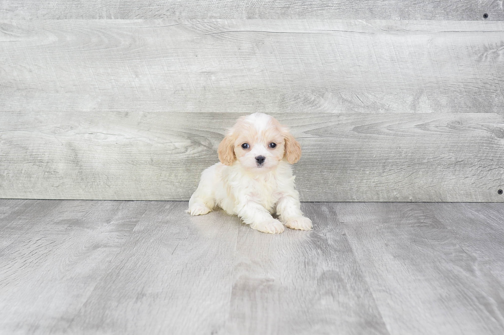 Fluffy Cavachon Designer Pup