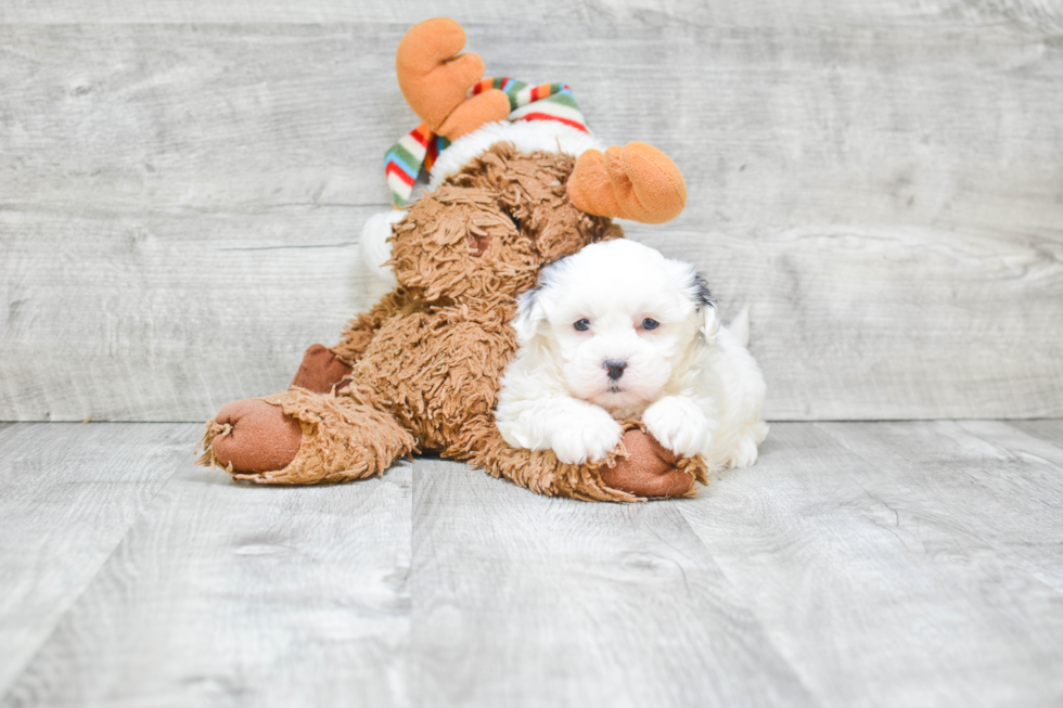 Teddy Bear Puppy for Adoption