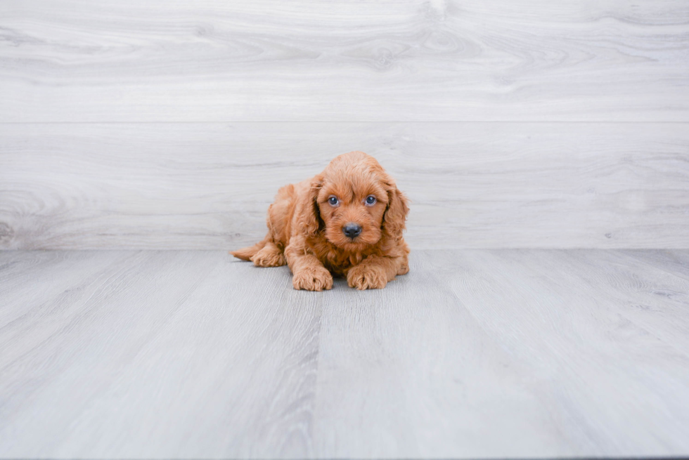 Mini Goldendoodle Pup Being Cute