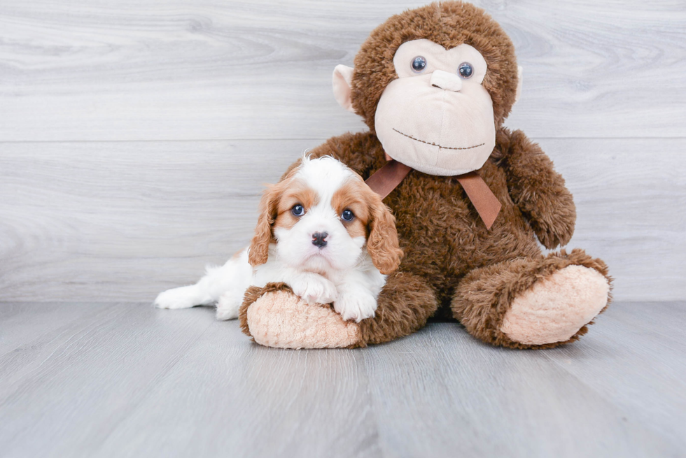 Energetic Cavalier King Charles Spaniel Purebred Puppy