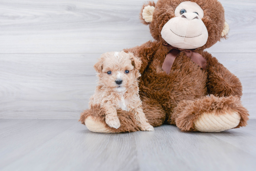 Little Maltese Poodle Poodle Mix Puppy