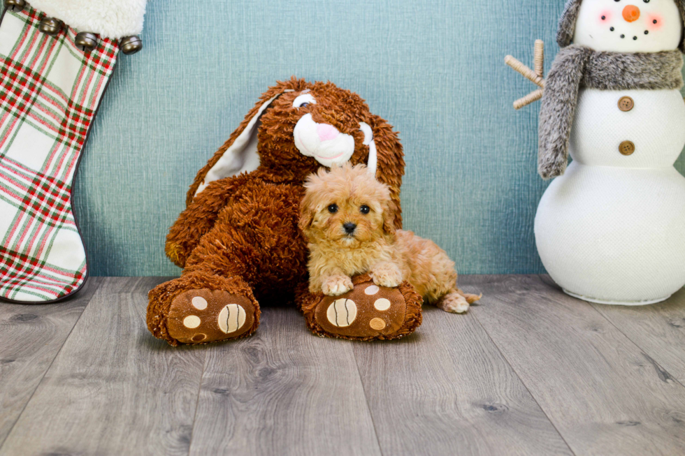 Best Cavapoo Baby