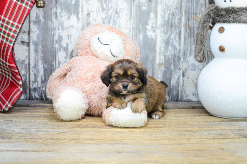 Shorkie Puppy for Adoption