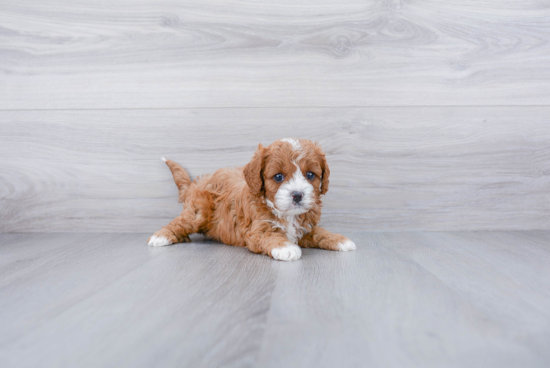 Best Cavapoo Baby