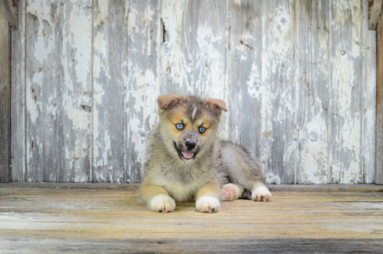 Adorable Mini Husky Designer Puppy