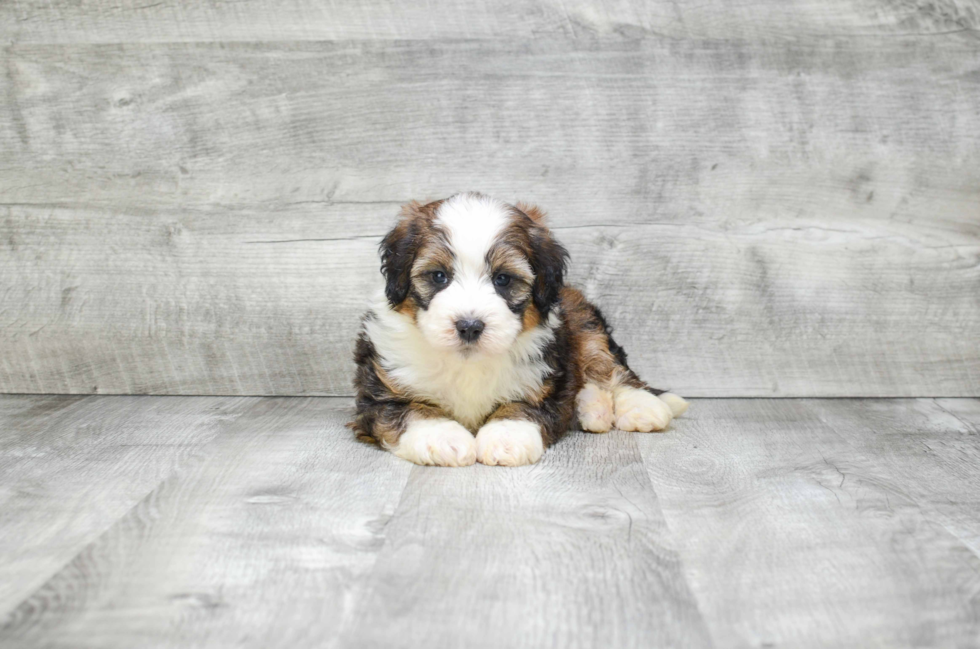 Mini Bernedoodle Puppy for Adoption