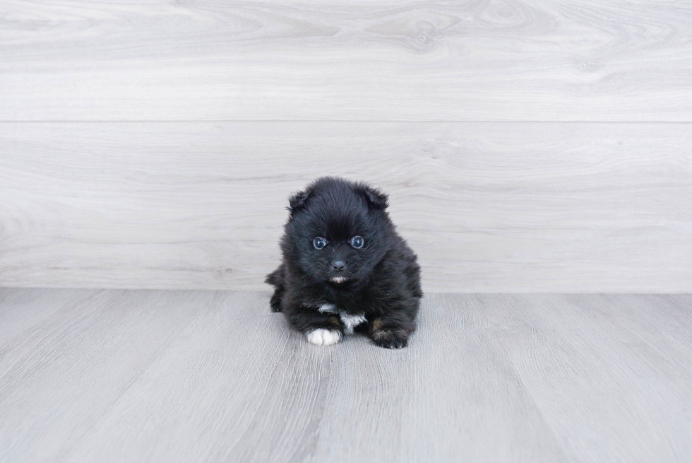 Pomeranian Pup Being Cute