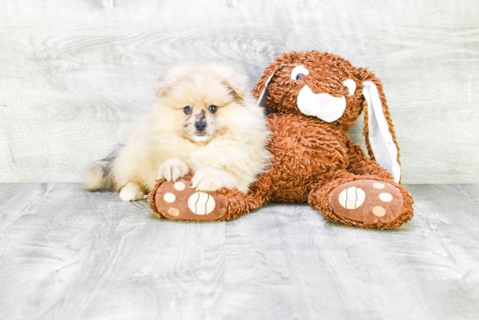 Adorable Pomeranian Purebred Puppy