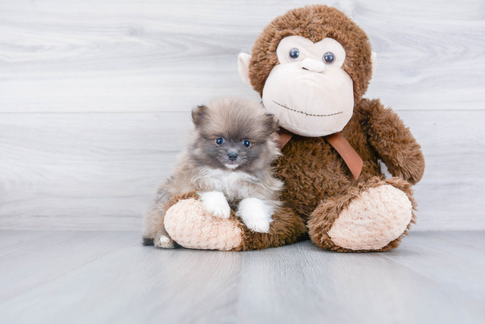 Smart Pomeranian Purebred Puppy