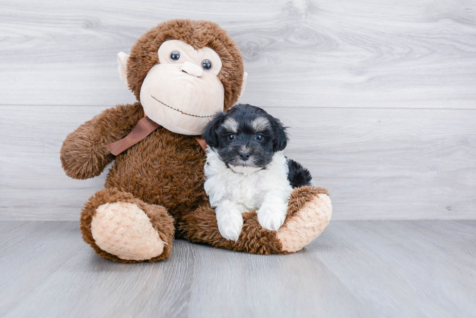 Maltipoo Puppy for Adoption