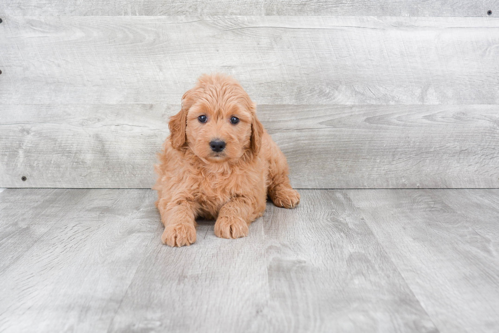 Smart Mini Goldendoodle Poodle Mix Pup