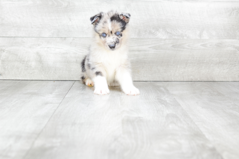 Energetic Mini Husky Designer Puppy