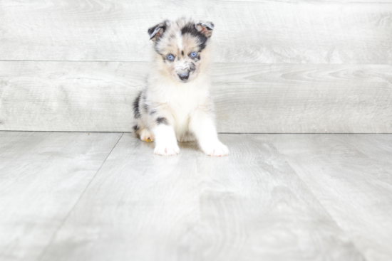 Energetic Mini Husky Designer Puppy