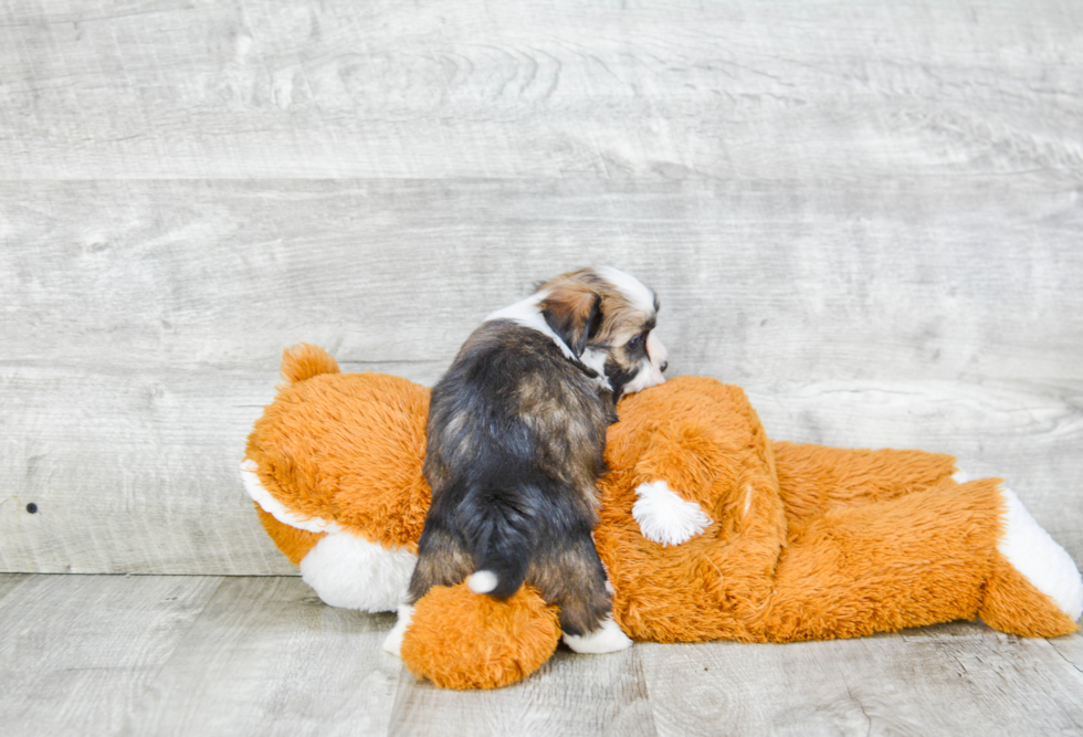 Hypoallergenic Havanese Baby