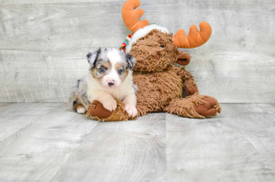 Petite Mini Aussiedoodle Poodle Mix Pup