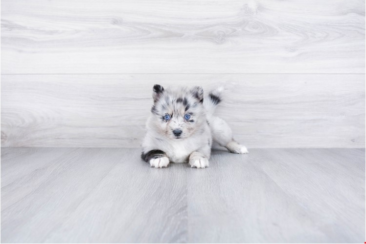 Best Pomsky Baby