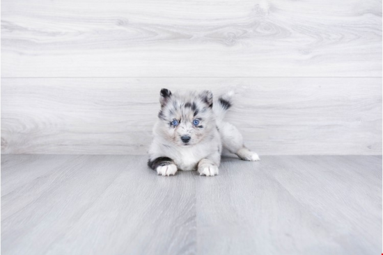 Best Pomsky Baby