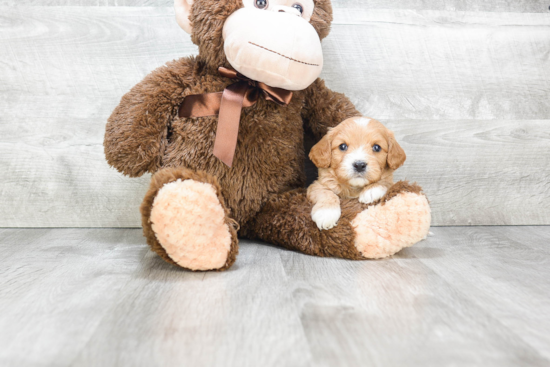 Cavapoo Pup Being Cute