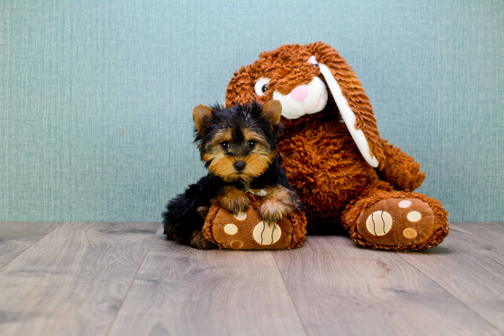 Meet Timmy - our Yorkshire Terrier Puppy Photo 