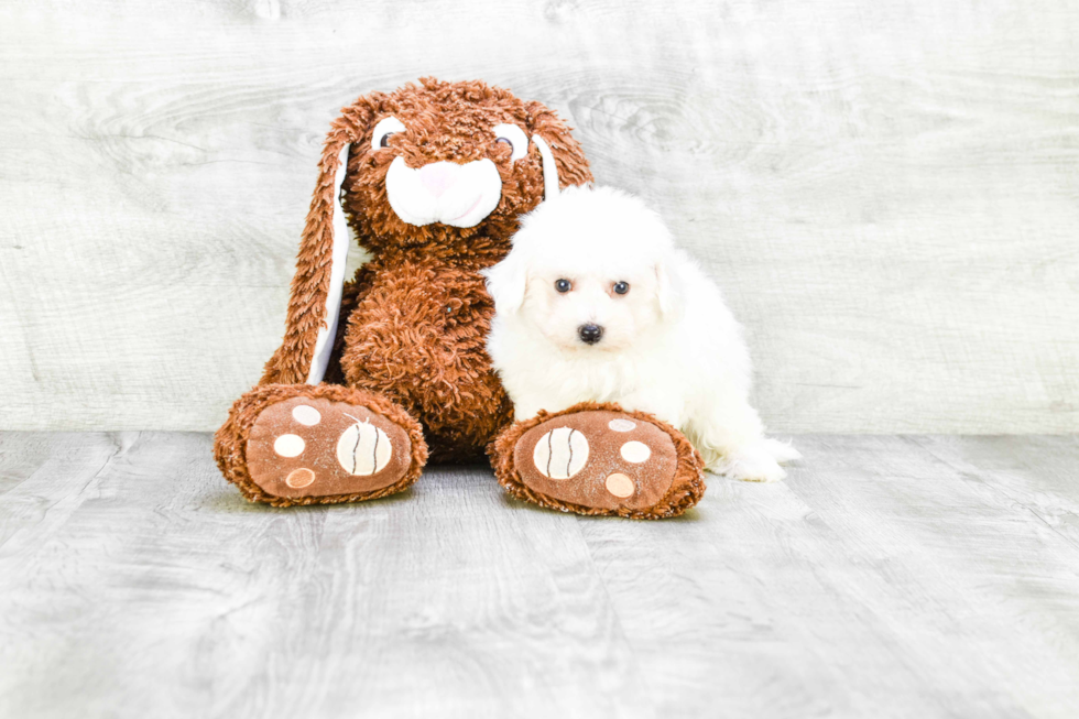 Bichon Frise Puppy for Adoption