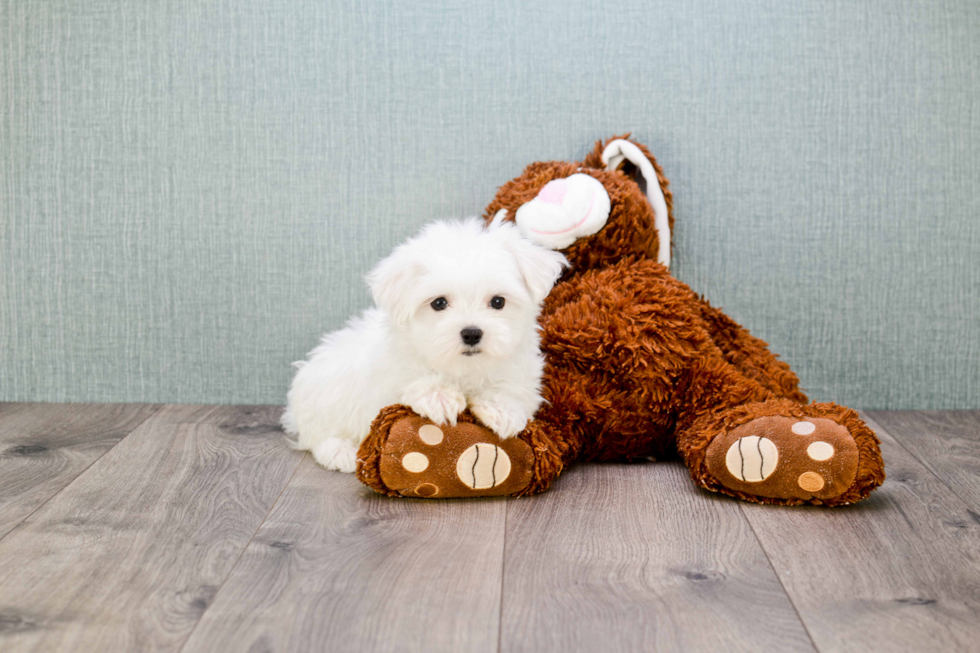 Friendly Maltese Purebred Pup