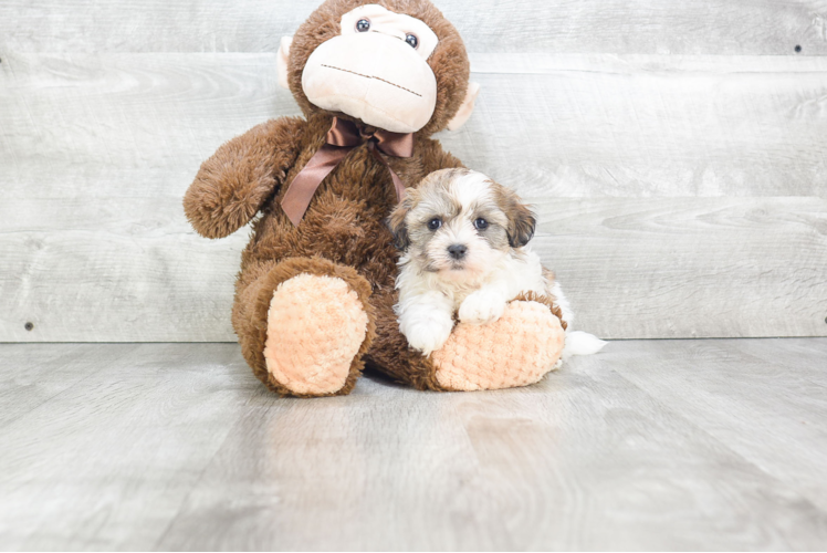 Funny Teddy Bear Designer Pup