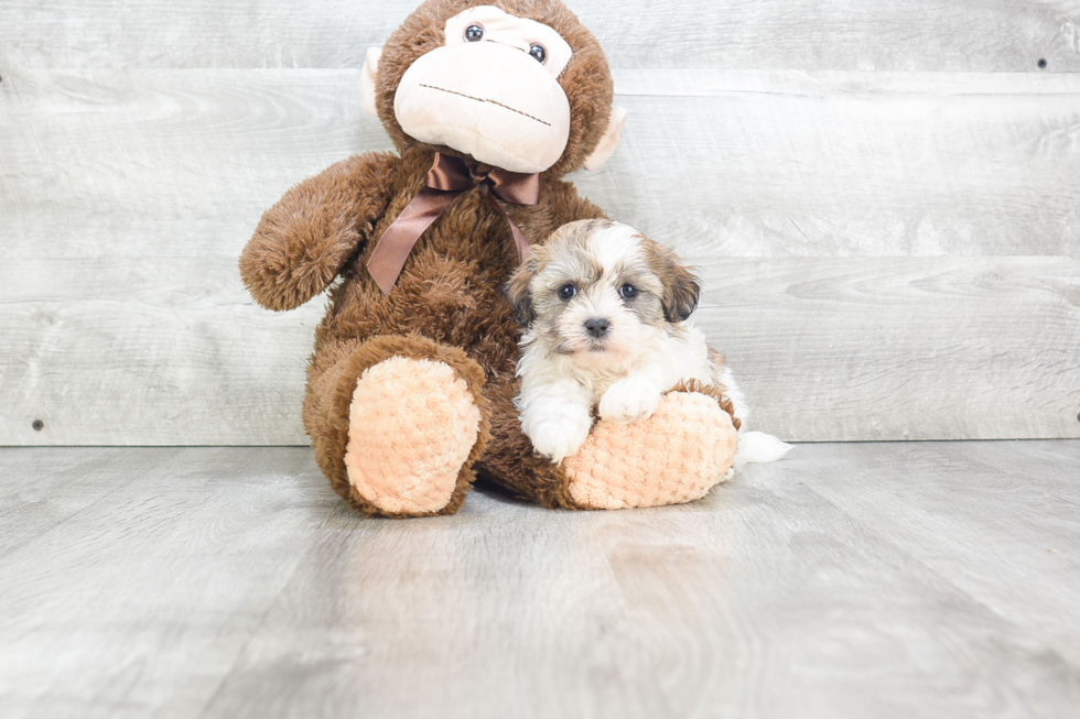 Funny Teddy Bear Designer Pup