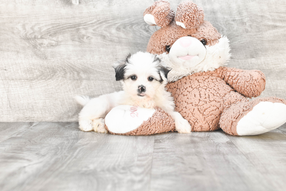 Happy Teddy Bear Baby