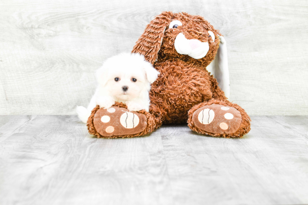 Maltese Pup Being Cute